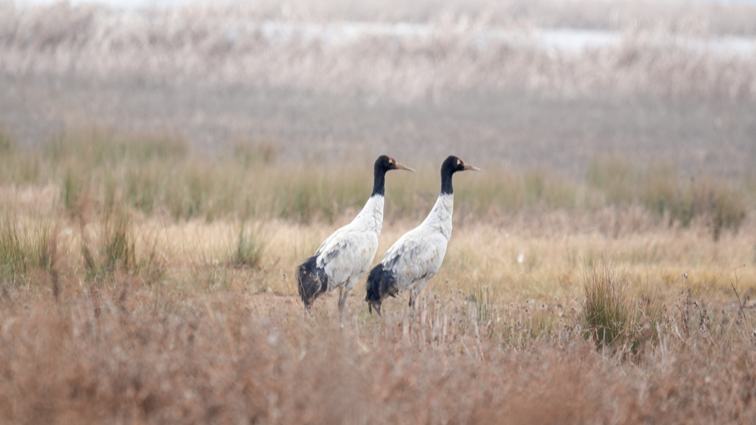 Rare black-necked cranes flock to SW China's Guizhou in record numbers
