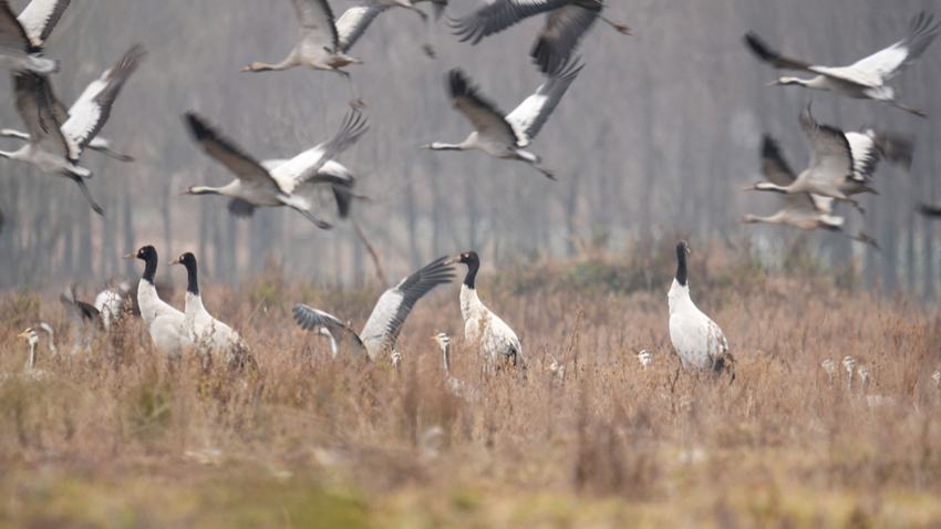Rare black-necked cranes flock to SW China's Guizhou in record numbers