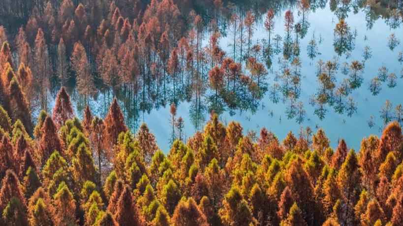 Scenery of dawn redwood wetland in Kunming, China's Yunnan