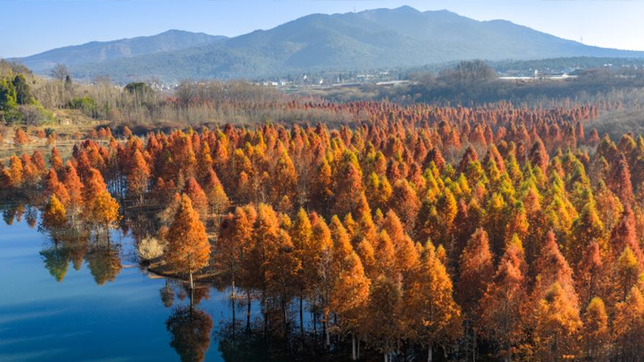 Scenery of dawn redwood wetland in Kunming, China's Yunnan
