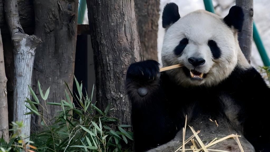 Five giant pandas meet public at reopened Fuzhou Panda World
