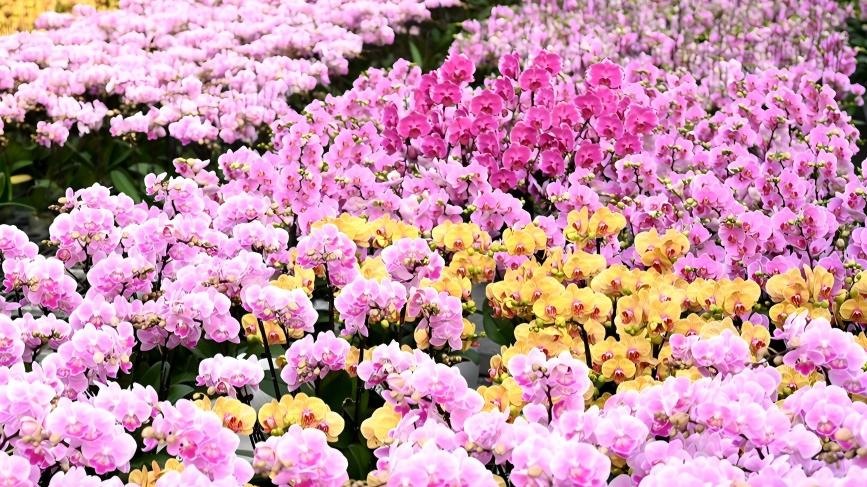 Butterfly orchids in C China's Zhengzhou ready to adorn homes for Spring Festival