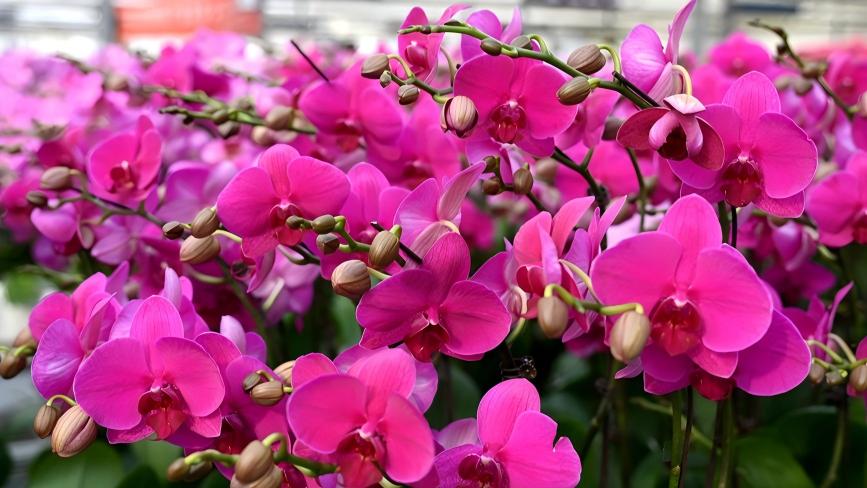 Butterfly orchids in C China's Zhengzhou ready to adorn homes for Spring Festival