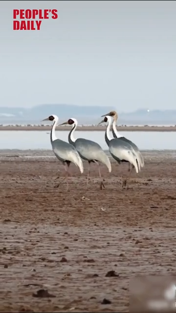 Migratory cranes march about the Yangtze
