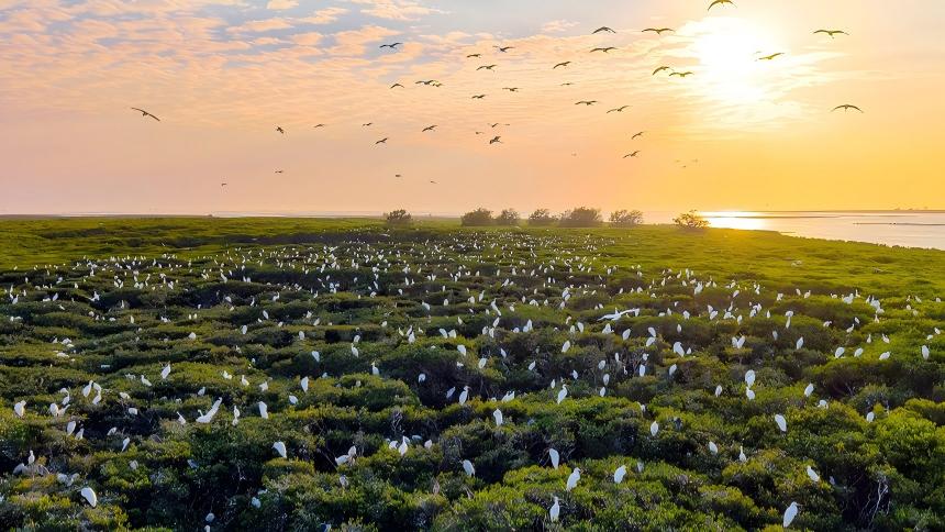Migratory birds grace mangroves in S China's Guangxi