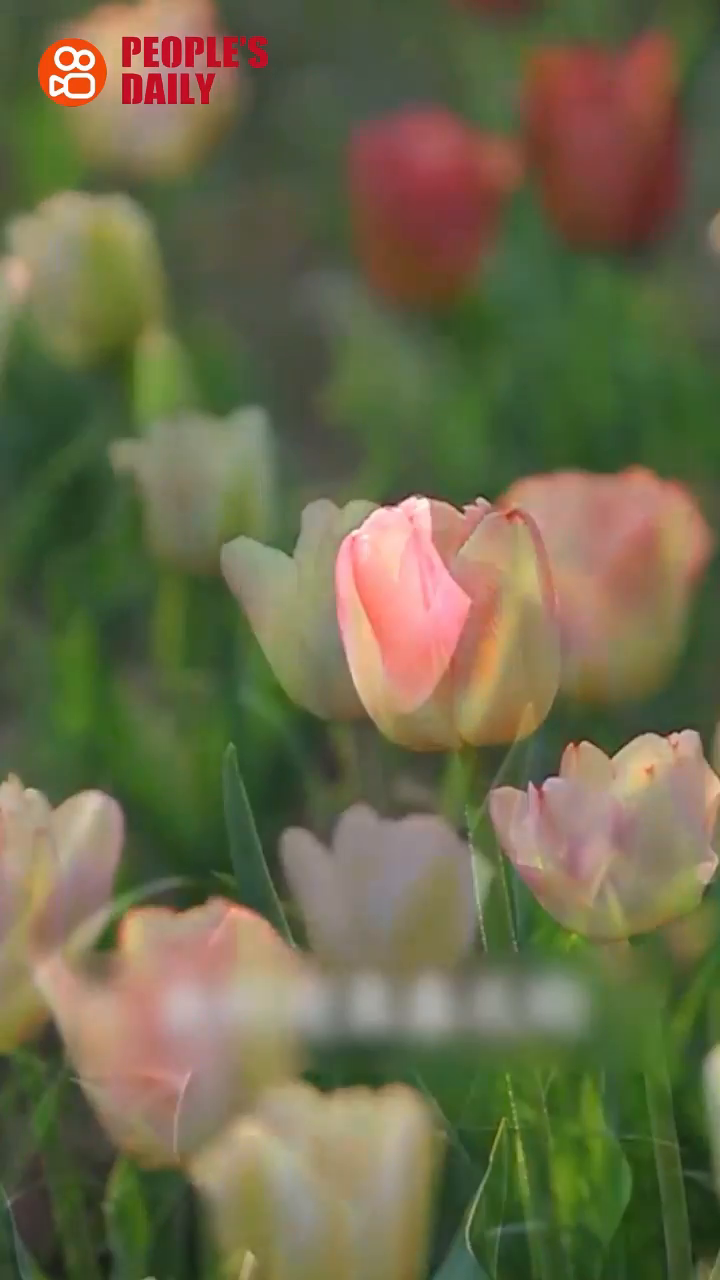 Trending in China | Rhythms of the 24 solar terms: Beginning of Spring