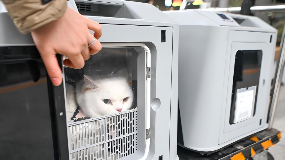 Chongqing launches pilot pet consignment service on high-speed railways