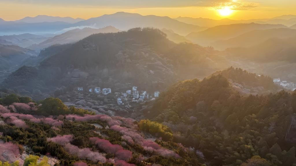 Scenery of plum blossoms in Maihuayu Villlage, China's Anhui