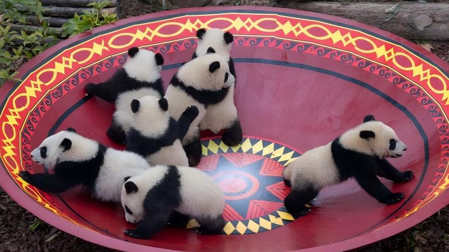 30 giant panda cubs gather to celebrate Spring Festival in Sichuan