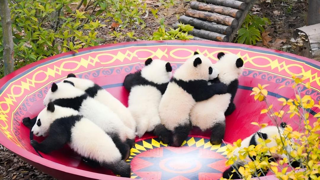 12 giant panda cubs make public debut in SW China's Chengdu ahead of Chinese New Year