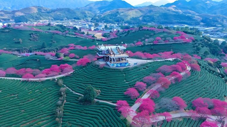 Cherry blossoms attract tourists to tea garden in SE China's Fujian