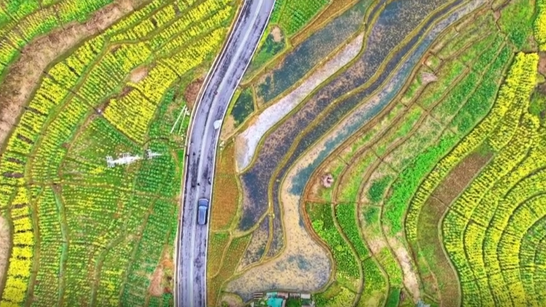 Yunnan's terraces burst into gold