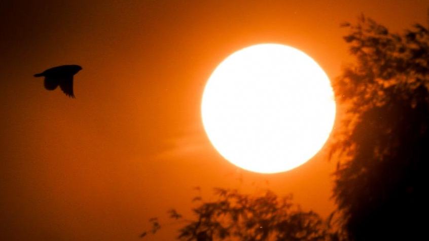 In pics: birds seen at rice field in Bulacan Province, the Philippines