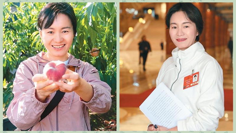 NPC deputy transforms Pinggu's peach industry