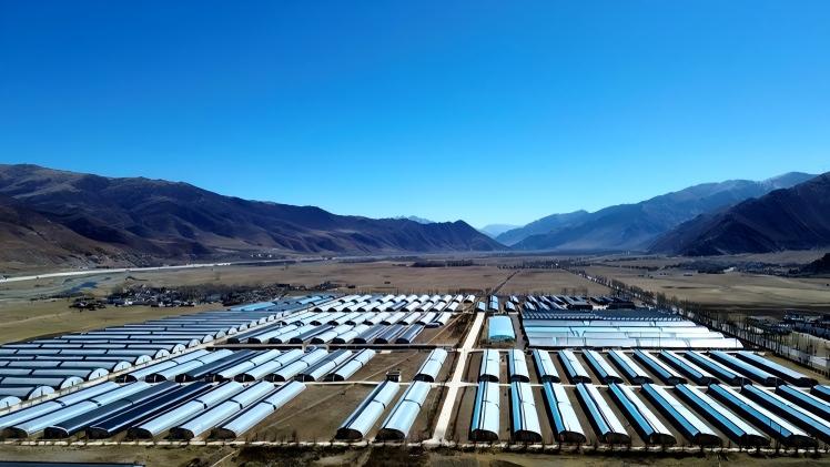 Smart system powers plateau farming in Lhasa, SW China's Xizang