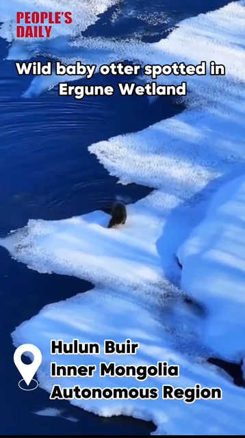 Wild baby otter spotted in Ergune Wetland