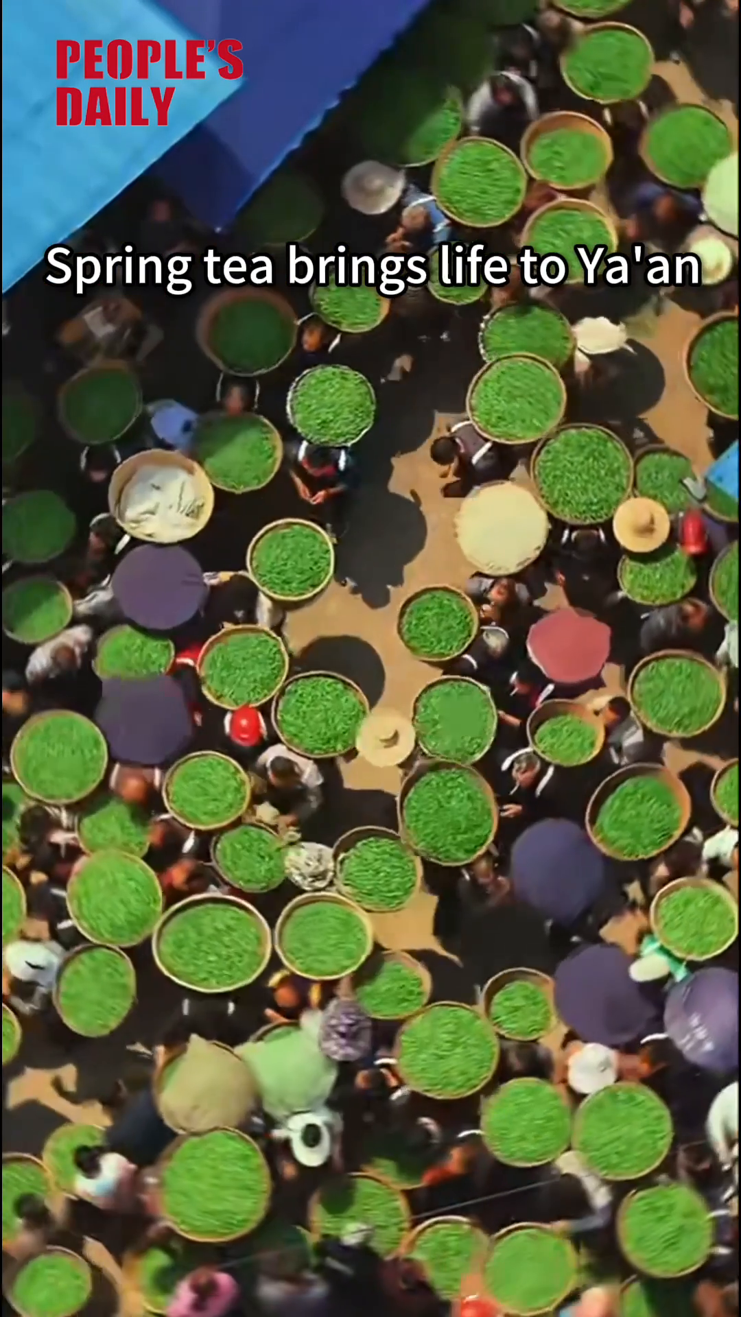 Spring tea brings life to Ya'an