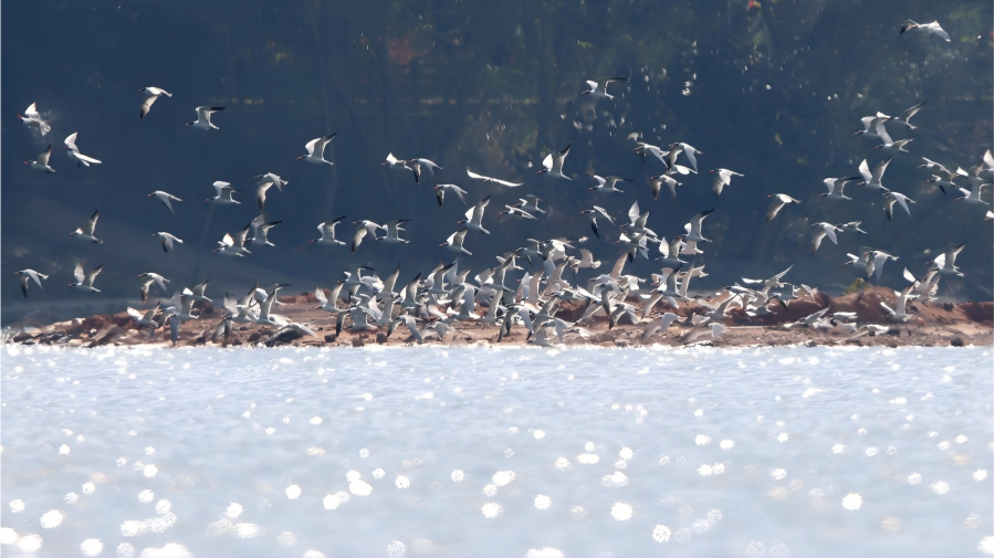 Caspian terns gather at Xinglin Bay in SE China's Xiamen