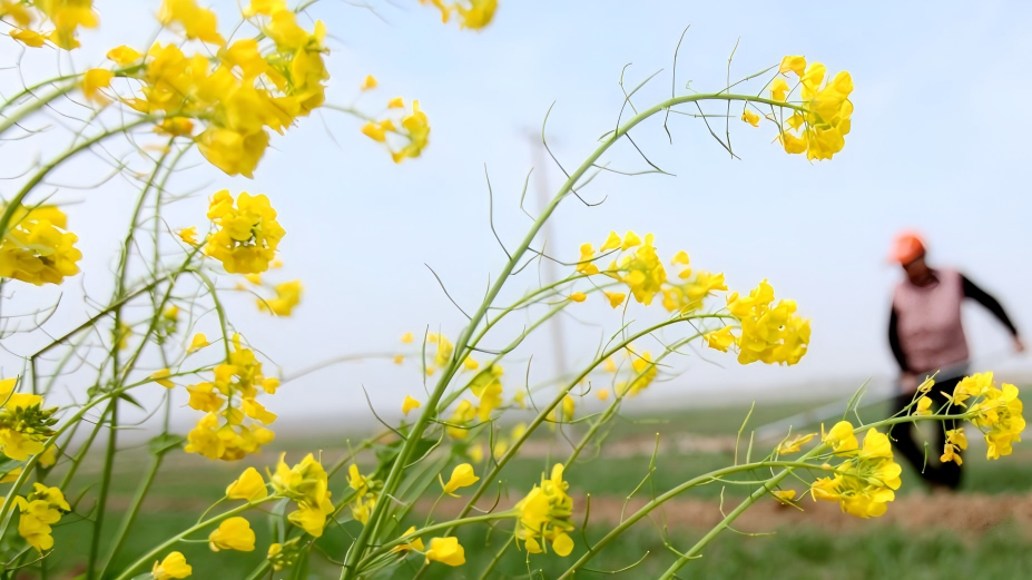 Spring plowing, crop management carried out in E China's Shandong