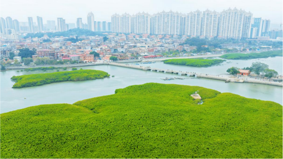 Thriving mangrove forests bring life to urban landscapes in Quanzhou, SE China