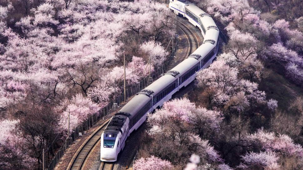 View of spring flowers across China