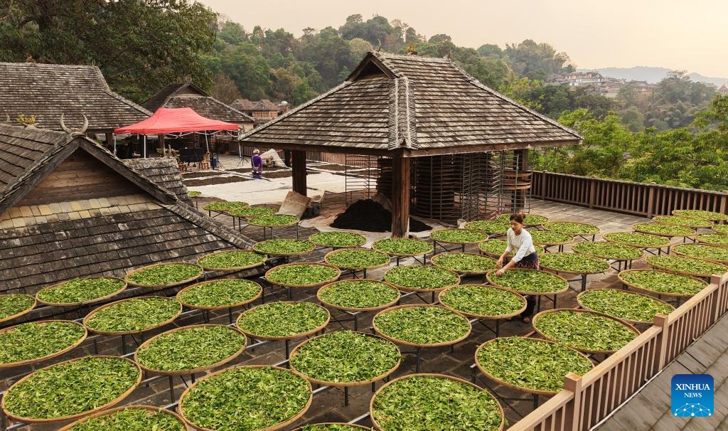 Spring tea picking season begins at area of Jingmai Mountain, China's Yunnan