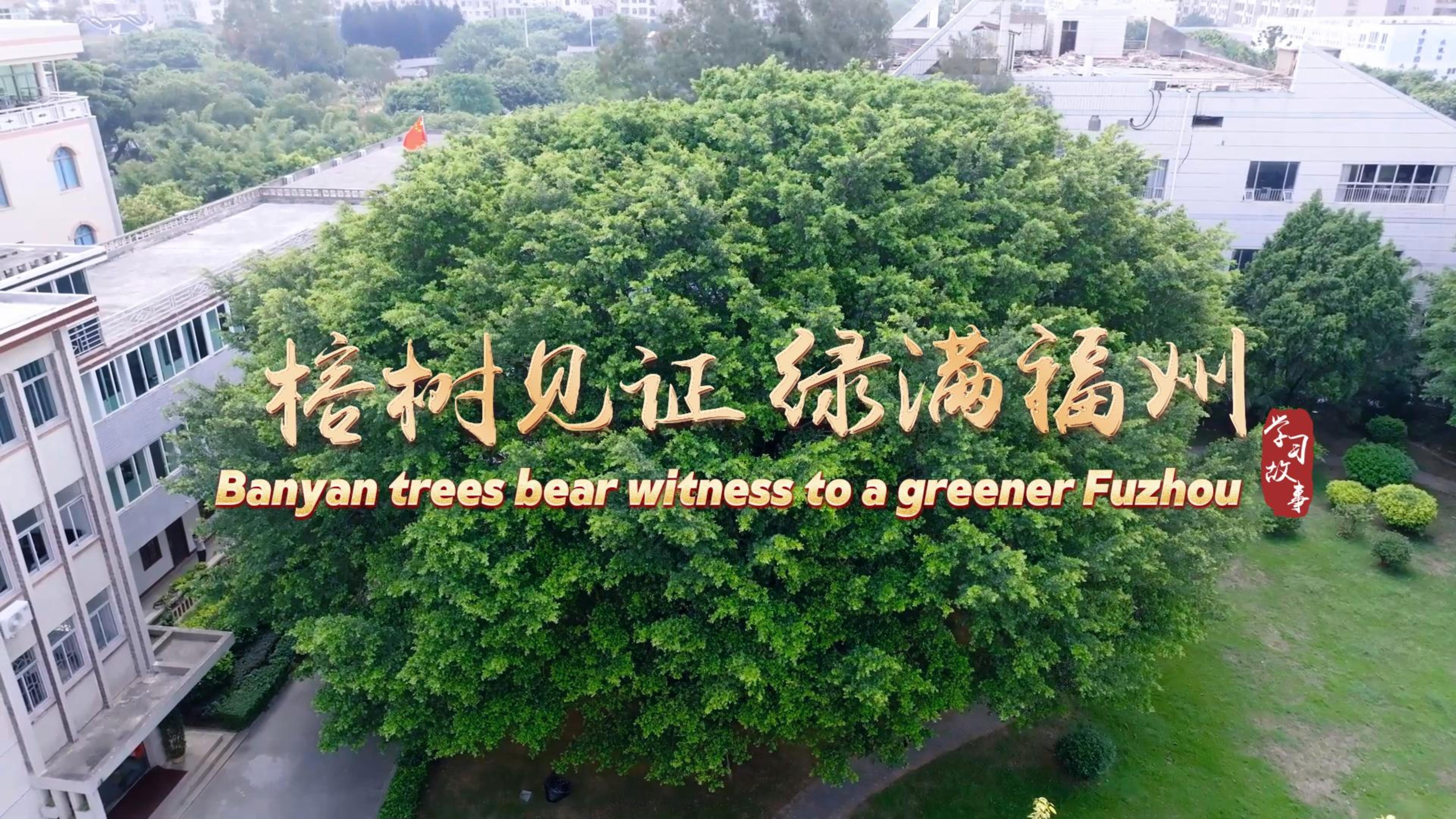 Xi Story: Banyan trees bear witness to a greener Fuzhou