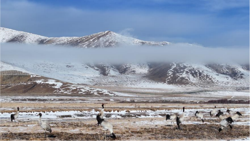 Black-necked cranes seen in Hongyuan County, China's Sichuan