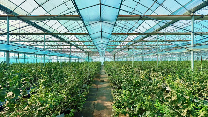 Smart irrigation system facilitates blueberry farming in C China's Hubei