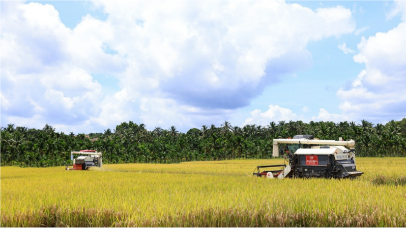 Technology empowers rice cultivation, drives rural revitalization in S China's Hainan