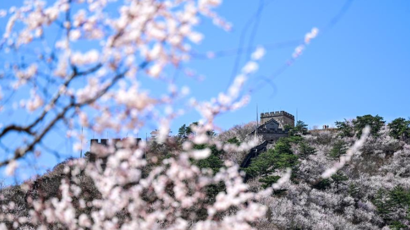 Spring scenery of Huanghuacheng Lakeside Great Wall in Beijing