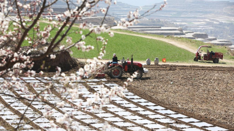 Farmers busy with spring plowing in China's Gansu