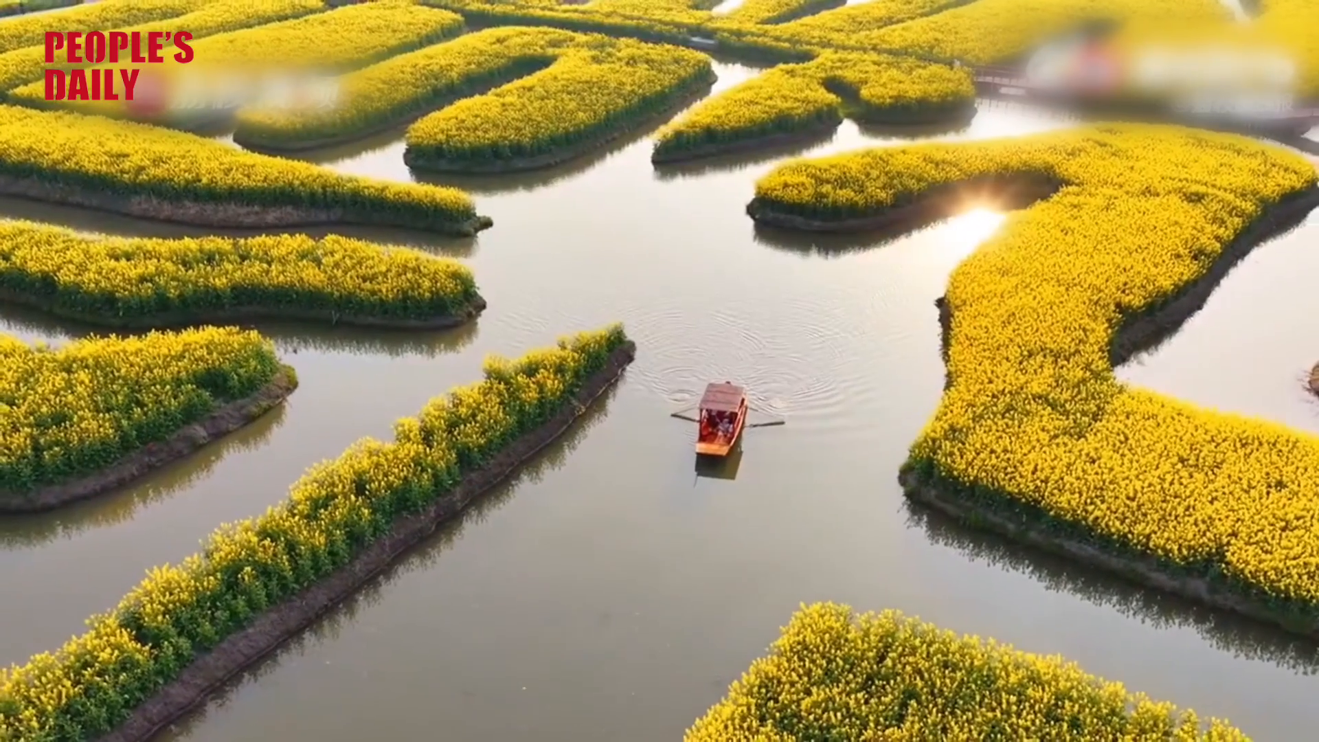 Floating through gold: Xinghua's rapeseed blossoms