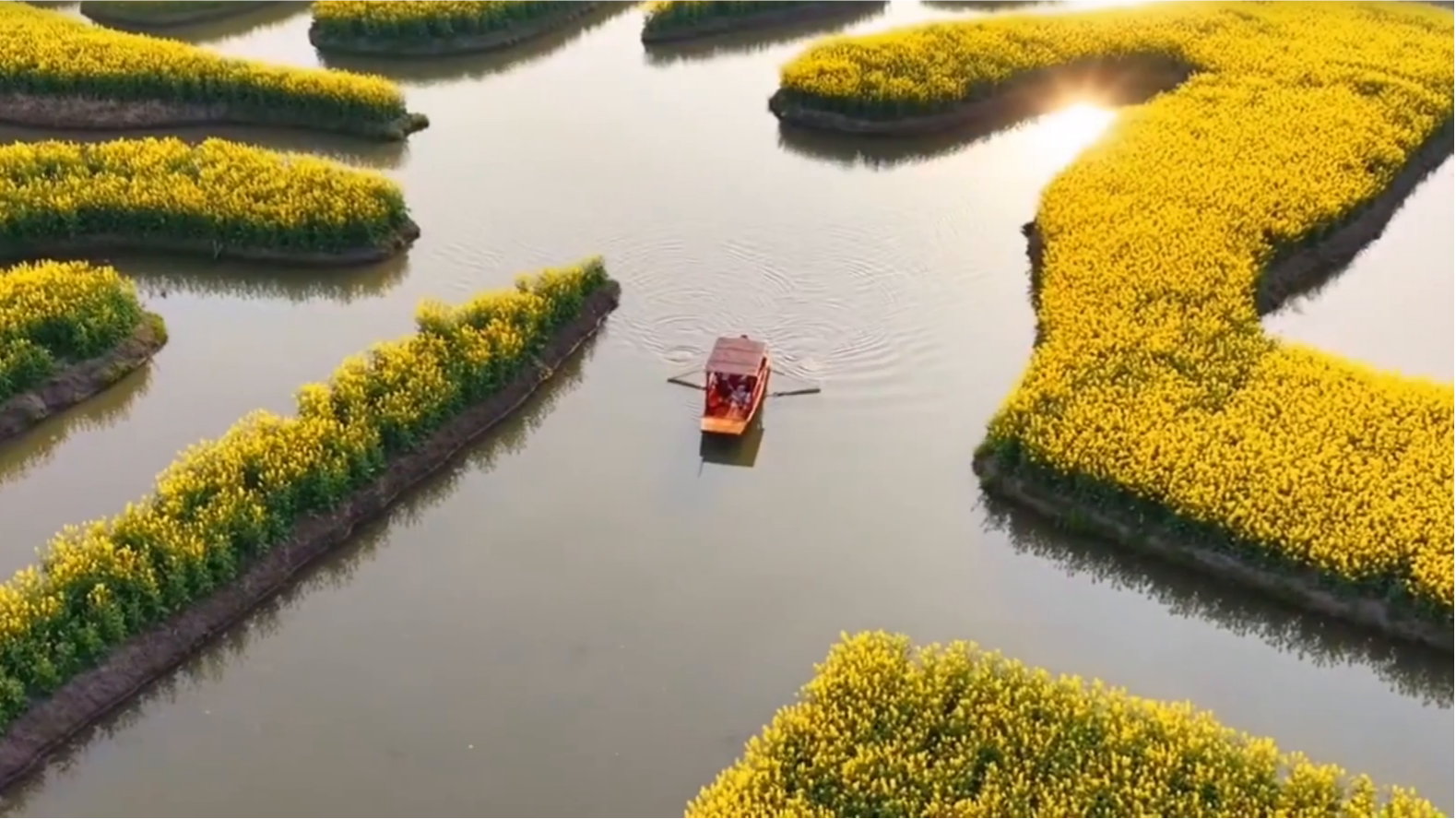 Floating through gold: Xinghua's rapeseed blossoms