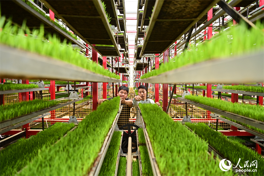 Smart technology improves rice seedling cultivation efficiency in E China's Jiangxi