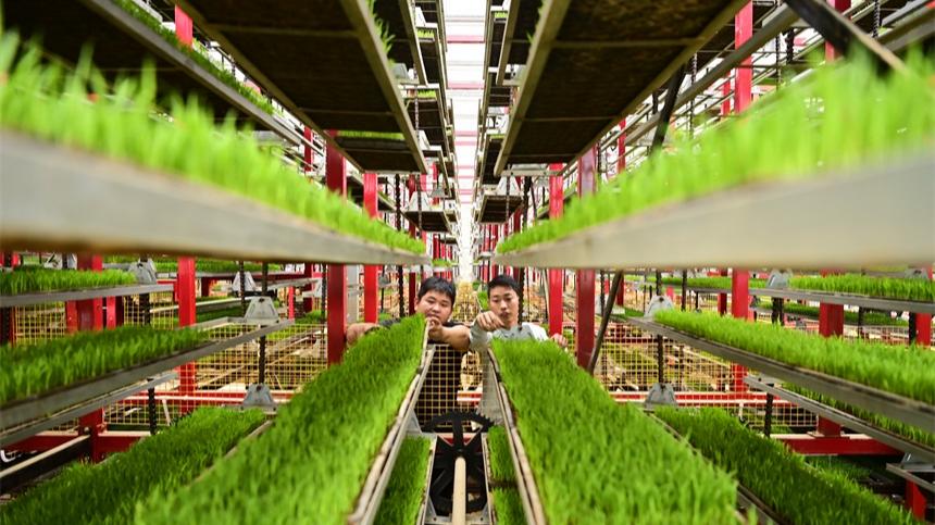 Smart technology improves rice seedling cultivation efficiency in E China's Jiangxi