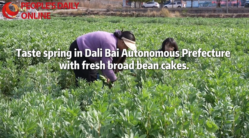 Spring in Dali: A taste of fresh broad bean cakes