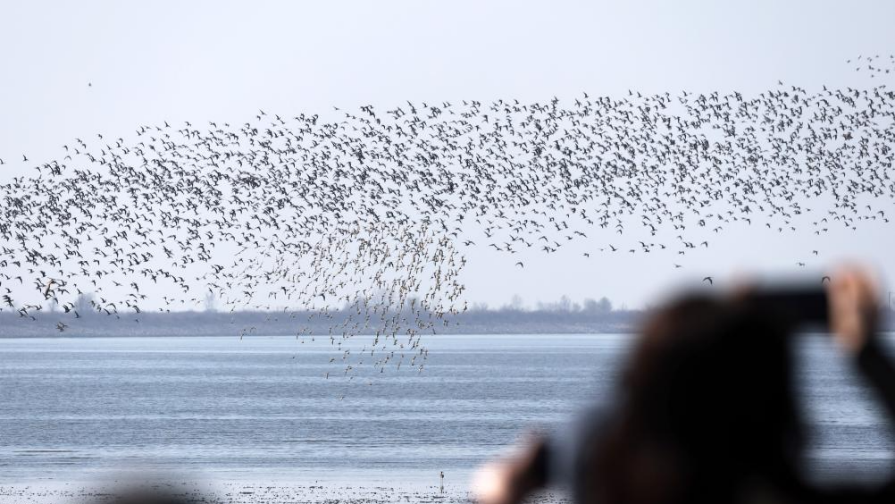 Migratory birds seen on Yalu River estuary in Dandong, China's Liaoning