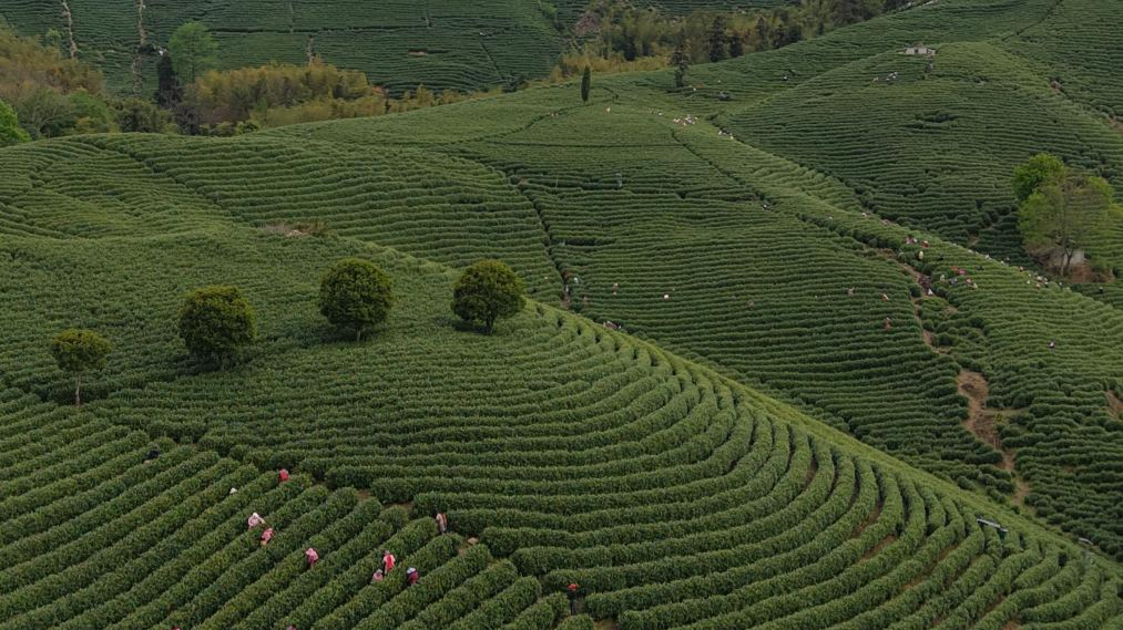 White tea enters harvest season in Anji, E China's Zhejiang