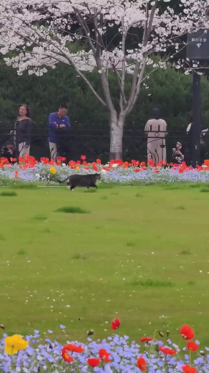 Kitten pops up in a fairy world