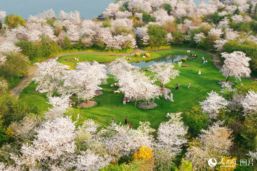 Spring blossoms boost consumption, rural revitalization across China
