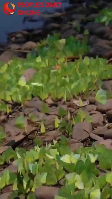 A spectacle of butterflies dancing over southwest China’s Yunnan