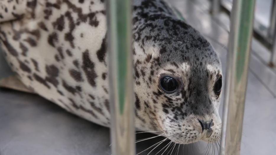 Seal population rebounds in NE China's Liaodong Bay