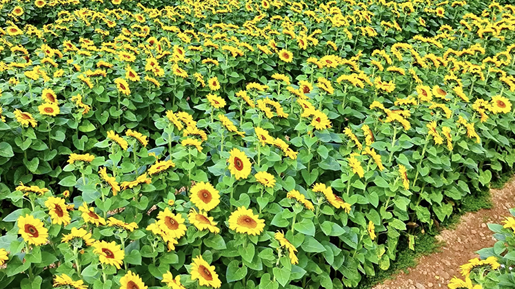 Sea of sunflowers blooms in SW China's Yunnan