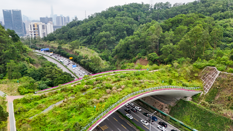 Shenzhen explores distinctive path for biodiversity conservation in urban areas