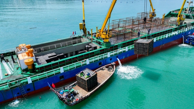 Fujian abalones shipped north to Shandong to beat the summer heat