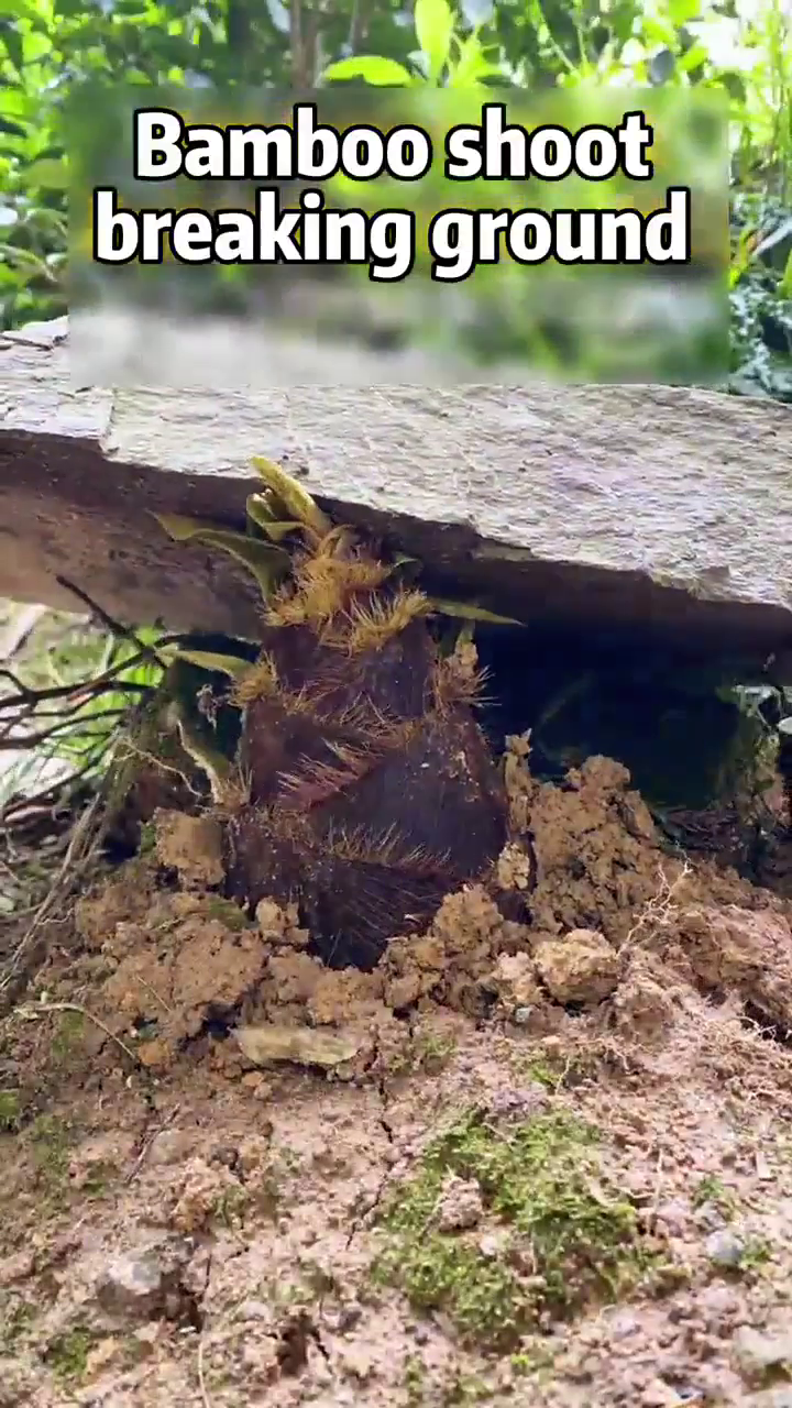Bamboo shoot breaking ground
