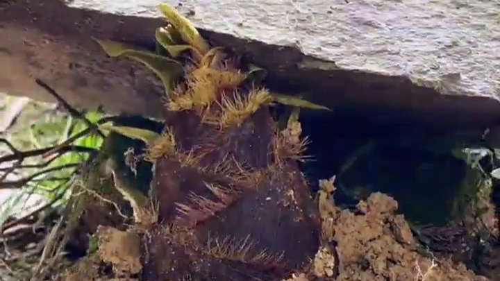 Bamboo shoot breaking ground