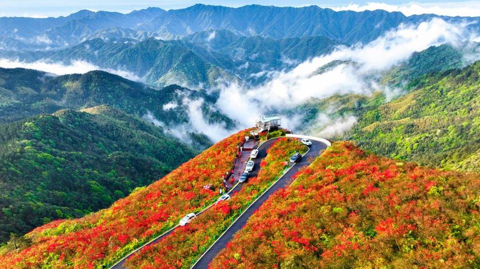 Blooming azalea flowers attract visitors across China