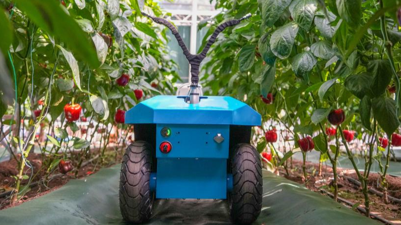 Unmanned farming highlighted at Shandong's int'l vegetable sci-tech expo